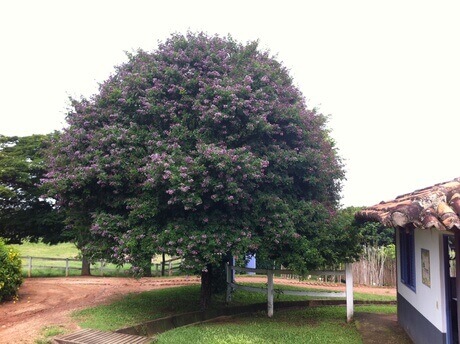 Andira fraxinifolia (Angelim-doce)