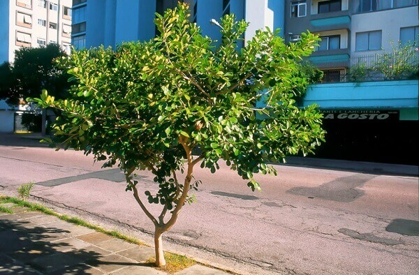 Arborização urbana: Araçá