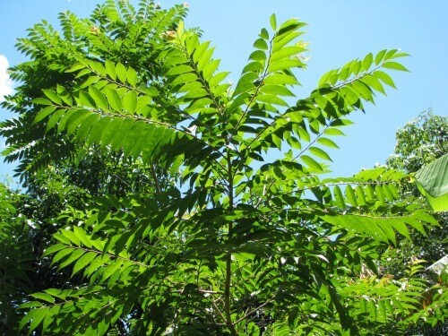 Arborização Urbana: Guaçatonga