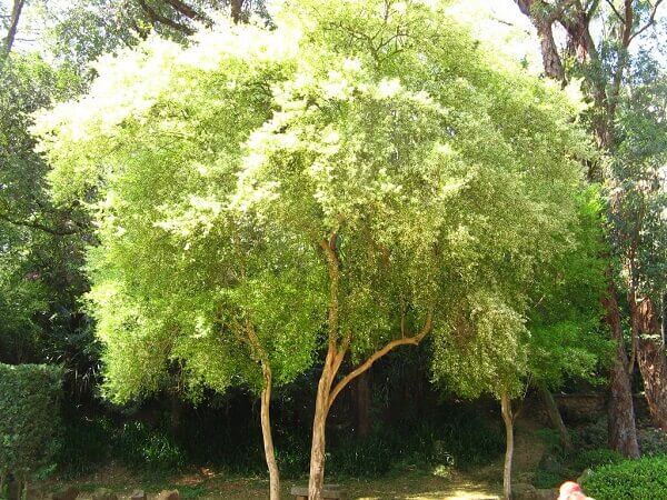 Arborização urbana: Pitangueira