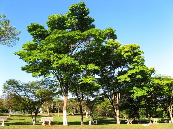 Caesalpinia peltophoroides (Sibipiruna)