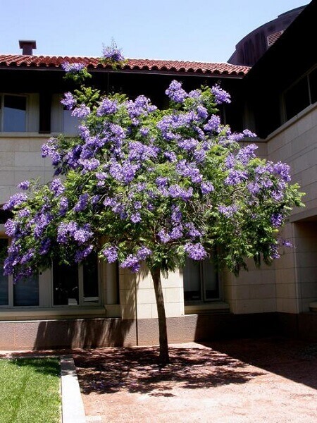 Arborização urbana: carobinha