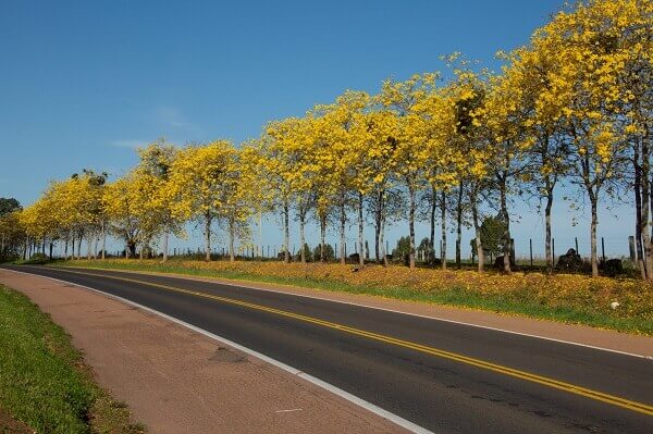 Handroanthus Chrysotrichus (Ipê-Amarelo)