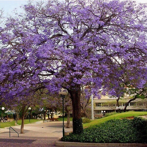 Jacaranda mimosifolia (Jacaranda Mimoso)