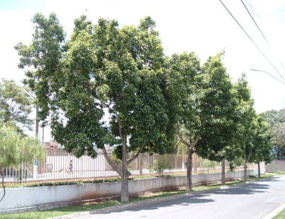 Michelia Champaca (Magnólia Amarela)