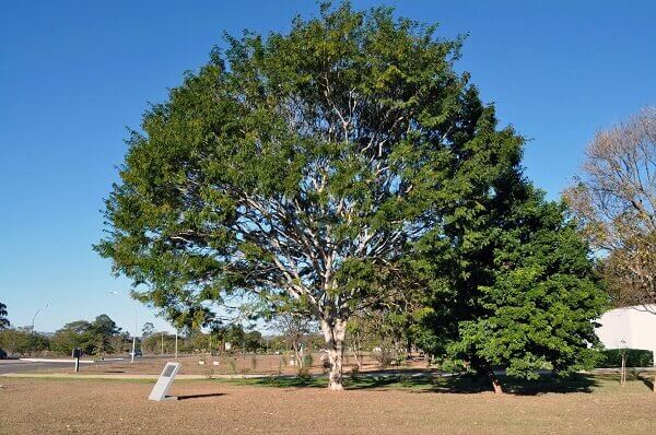 Caesalpinia ferrea (Pau-Ferro)